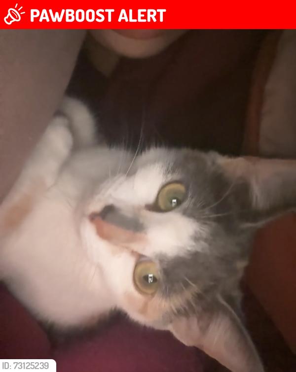Lost Female Cat last seen She likes to chill in sun spots of grass, West Palm Beach, FL 33409