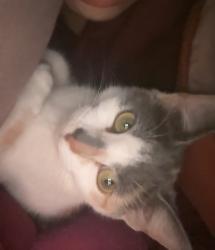 Lost Female Cat last seen She likes to chill in sun spots of grass, West Palm Beach, FL 33409
