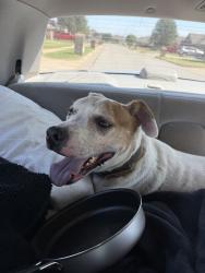Reunited Male Dog last seen Near S Morgan Rd, Oklahoma City, OK 73128, USA, Oklahoma City, OK 73128