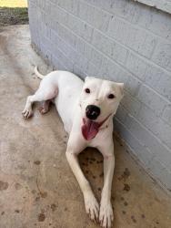 Found/Stray Female Dog last seen ACH facility next to Idea Uplift school, Fort Worth, TX 76105