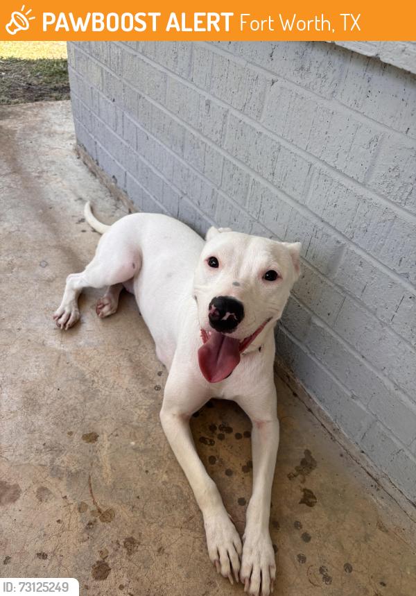 Found/Stray Female Dog last seen ACH facility next to Idea Uplift school, Fort Worth, TX 76105