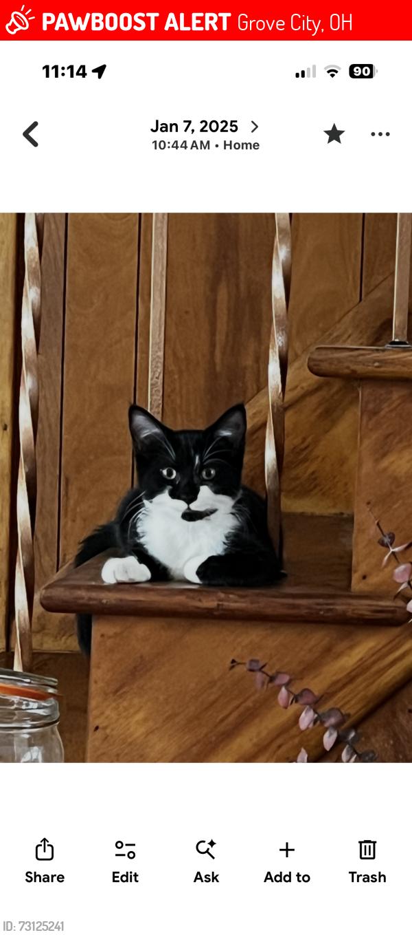 Found/Stray Female Cat last seen Between southwestern rd and 3 c highway, Grove City, OH 43123