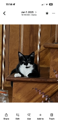 Found/Stray Female Cat last seen Between southwestern rd and 3 c highway, Grove City, OH 43123