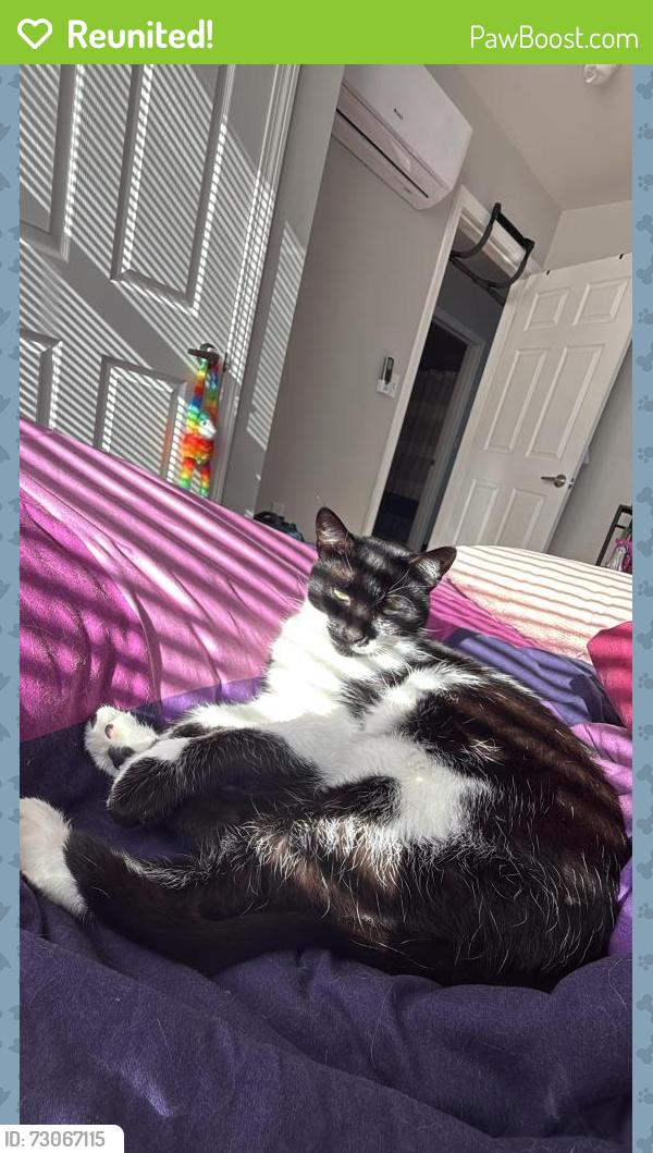 Reunited Female Cat last seen Stevens st hyannis, Barnstable, MA 02601