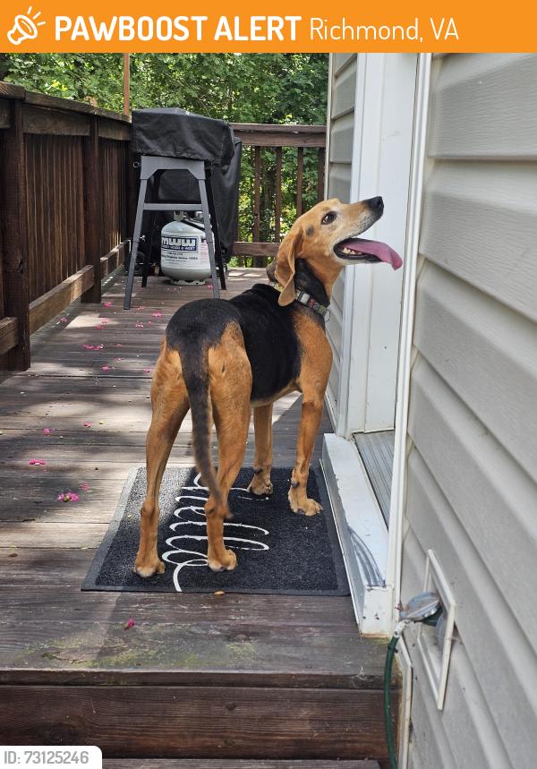 Found/Stray Male Dog last seen Providence Pines Neighborhood, Richmond, VA 23235