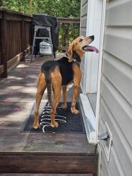 Found/Stray Male Dog last seen Providence Pines Neighborhood, Richmond, VA 23235
