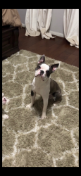 Reunited Male Dog last seen Deep South and MILL FERRY LN, Harris County, TX 77449