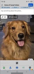 Reunited Male Dog last seen Waterside and colony, Canal Fulton, OH 44614