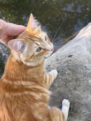 Found/Stray Unknown Cat last seen Parque del la Amisdad, Denver, CO 80204