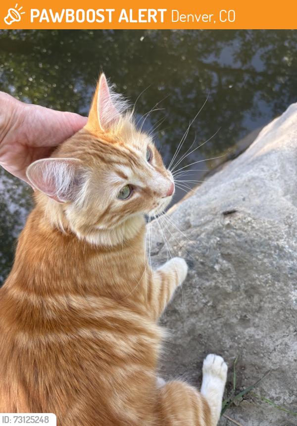 Found/Stray Unknown Cat last seen Parque del la Amisdad, Denver, CO 80204
