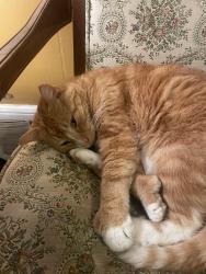 Reunited Male Cat last seen Downtown Buffalo, MN, Buffalo, MN 55313