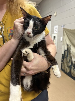 Shelter Stray Female Cat last seen Near Gaphill Rd, 29625, Anderson County, SC, 1320 US-29, Anderson, SC 29626, USA