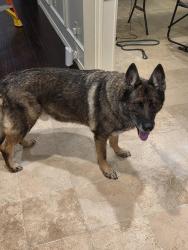 Reunited Male Dog last seen Custer and 15th ST, Plano, TX 75075