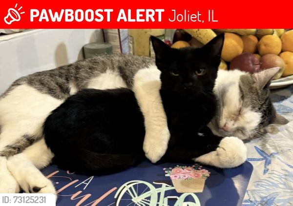 Lost Male Cat last seen Seeser and Marion , Joliet, IL 60436