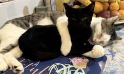 Lost Male Cat last seen Seeser and Marion , Joliet, IL 60436