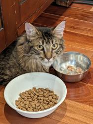 Found/Stray Unknown Cat last seen Near Princeton alliance Church, Plainsboro Township, NJ 08536
