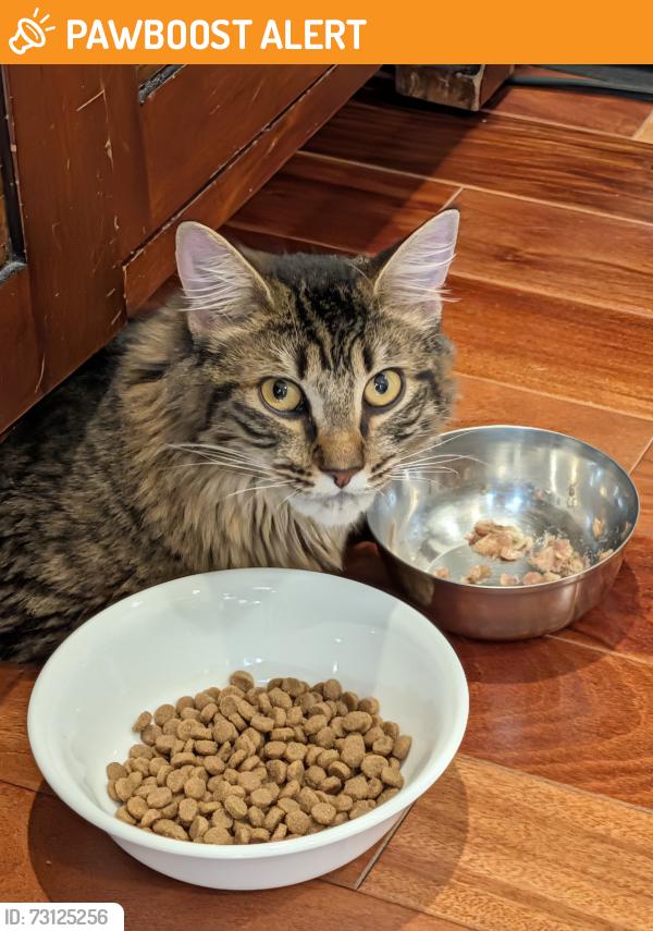 Found/Stray Unknown Cat last seen Near Princeton alliance Church, Plainsboro Township, NJ 08536