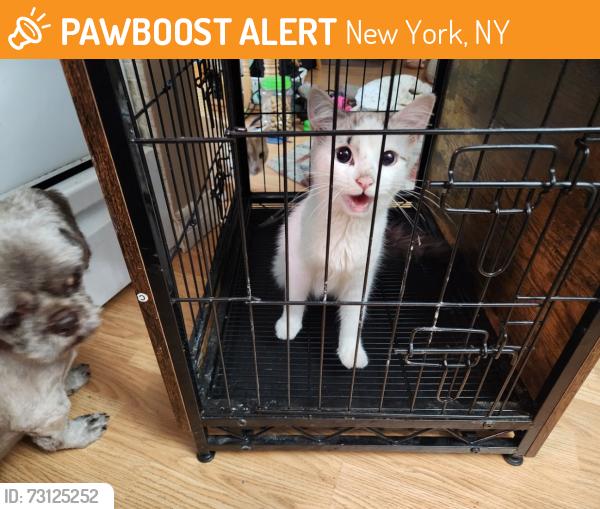 Found/Stray Unknown Cat last seen corner Cedar st. & 8th. ave., New York, NY 10001