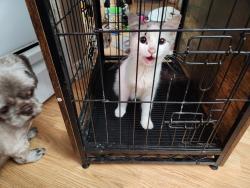 Found/Stray Unknown Cat last seen corner Cedar st. & 8th. ave., New York, NY 10001