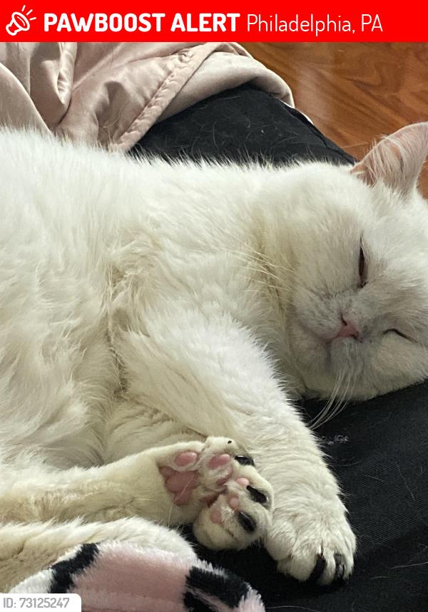 Lost Male Cat last seen Rockwell and Cottman Avenue, Philadelphia, PA 19111