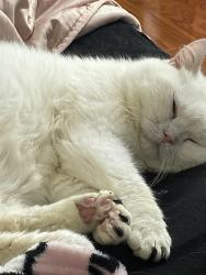 Lost Male Cat last seen Rockwell and Cottman Avenue, Philadelphia, PA 19111