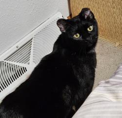 Lost Female Cat last seen 1200th st, Prescott, WI 54021
