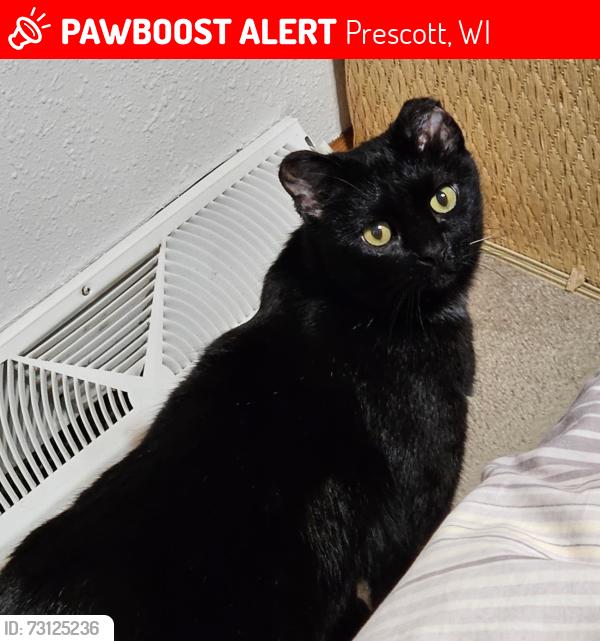 Lost Female Cat last seen 1200th st, Prescott, WI 54021