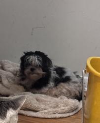 Reunited Female Dog last seen Nelson and Cicero, Chicago, IL 60641