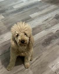 Reunited Female Dog last seen NW 28th St, Fort Worth, TX, USA, Fort Worth, TX 76164