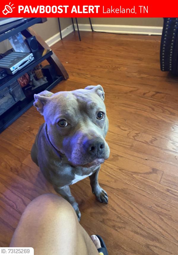 Lost Male Dog last seen Canada road and highway 64 by Walgreens, Lakeland, TN 38002
