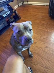 Lost Male Dog last seen Canada road and highway 64 by Walgreens, Lakeland, TN 38002