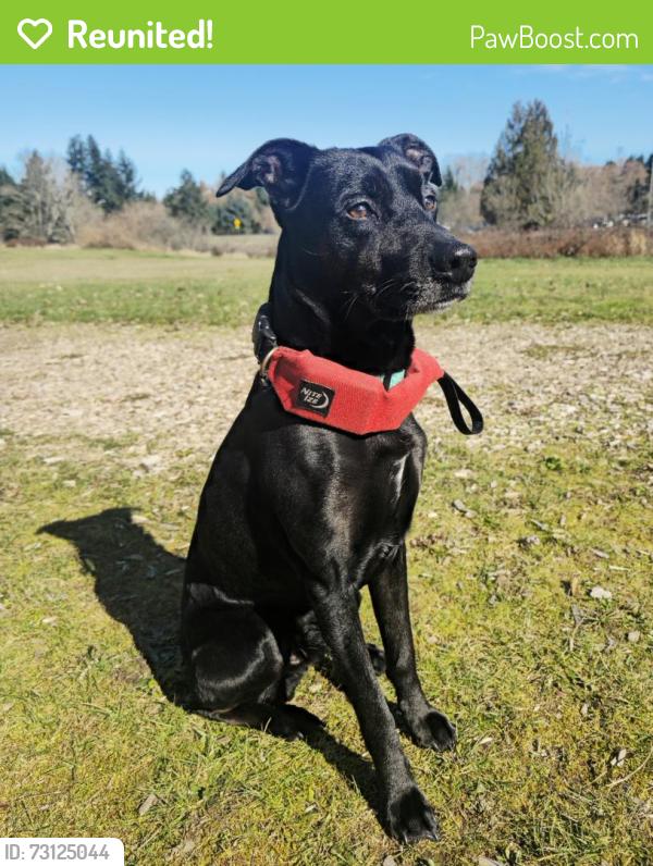 Reunited Male Dog last seen Jackson St and Sherman St NW, Olympia, WA 98502