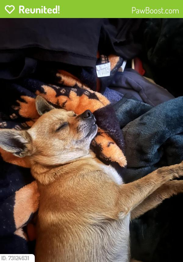 Reunited Male Dog last seen Aylesford Lane, Stockton, CA, Stockton, CA 95210