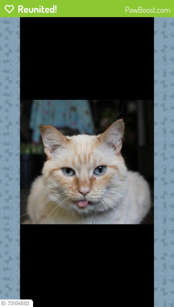 Reunited Male Cat last seen Moss creek neighborhood, Jacksonville, NC 28540