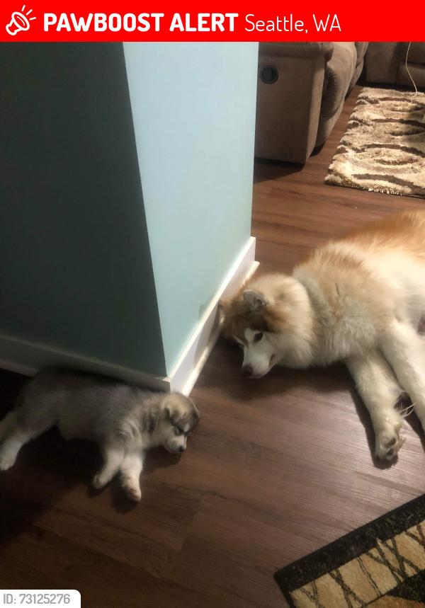 Lost Male Dog last seen Near s 158th street, Seattle, WA 98108