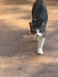Reunited Male Cat last seen Near speedway on Grand and Milton, Saint Paul, MN 55105