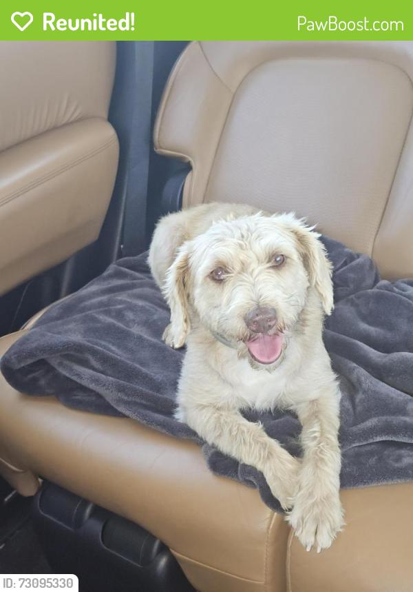 Reunited Female Dog last seen Rice Rd (off of Oswalt), Love County, OK 73448