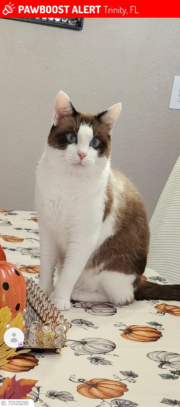 Lost Male Cat last seen Mitchell Ranch south, Trinity, FL 34655