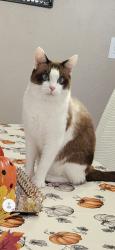 Lost Male Cat last seen Mitchell Ranch south, Trinity, FL 34655