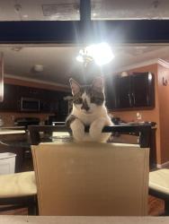 Reunited Male Cat last seen Near weston lane, Spring Hill, TN 37174