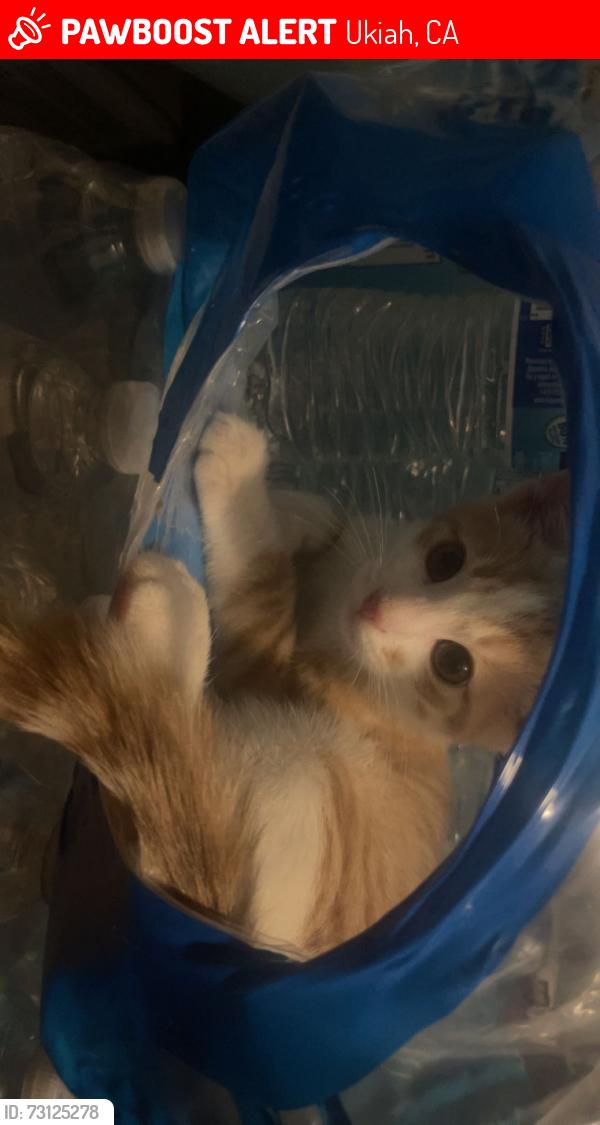 Lost Male Cat last seen Helen, Ukiah, CA 95482