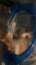 Lost Male Cat last seen Helen, Ukiah, CA 95482