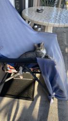 Lost Male Cat last seen Sw 49th Ave and Sw 15th st broadview park, Broadview Park, FL 33317