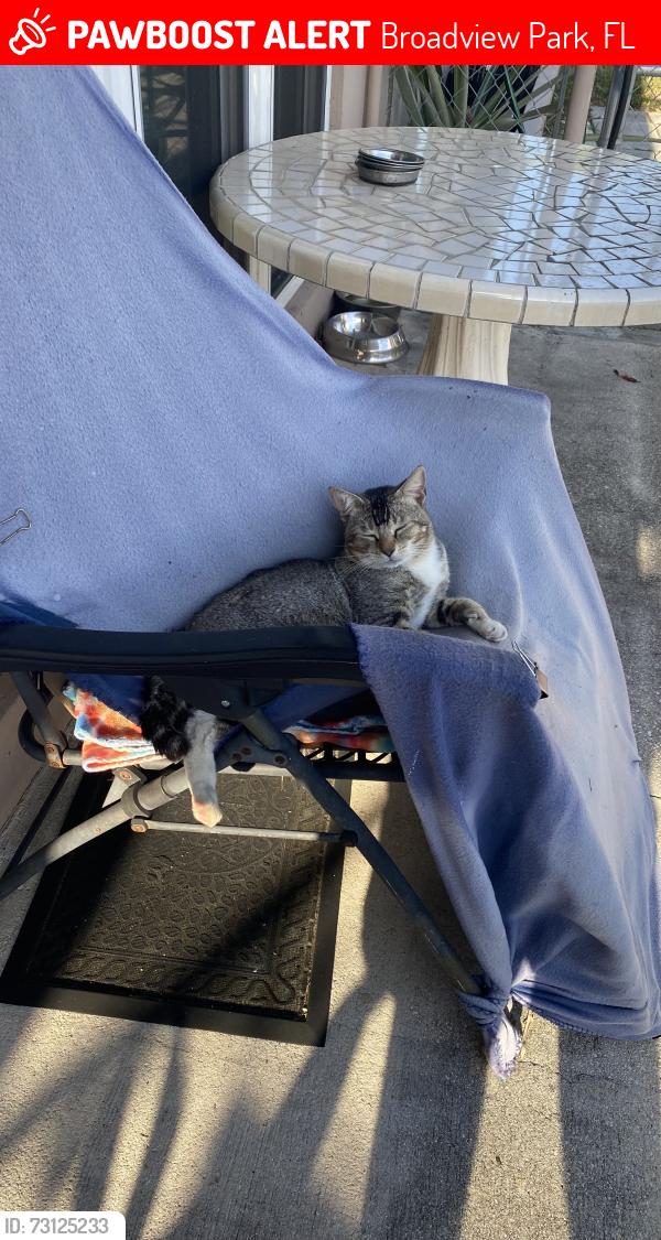 Lost Male Cat last seen Sw 49th Ave and Sw 15th st broadview park, Broadview Park, FL 33317