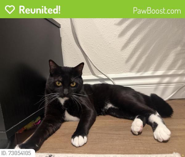 Reunited Male Cat last seen Benson, Upland, CA 91786