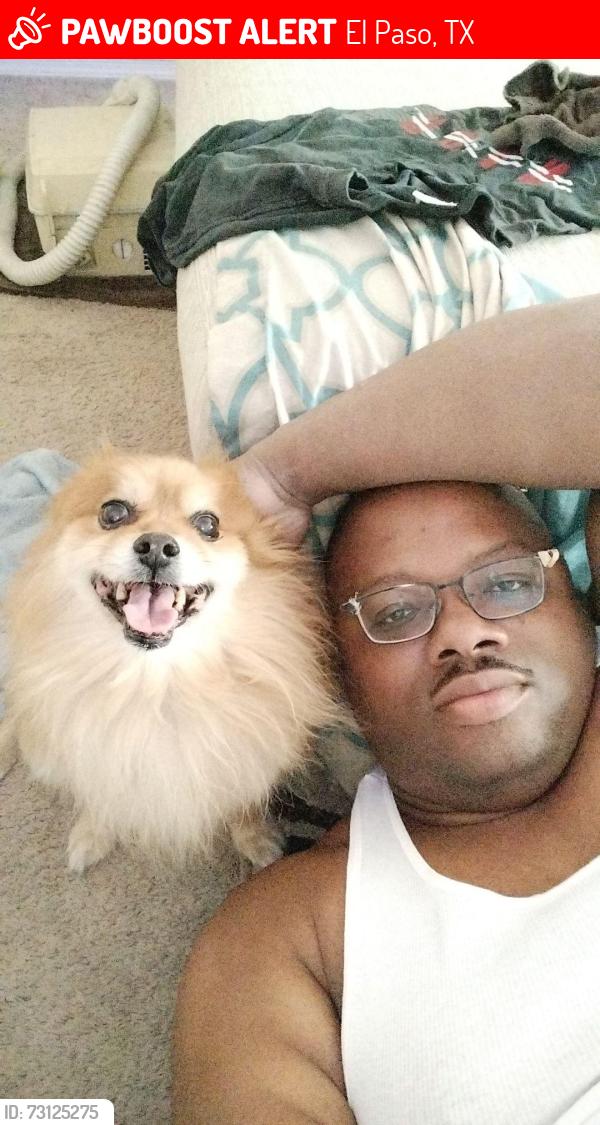 Lost Male Dog last seen Red Man, El Paso, TX 79934