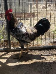 Shelter Stray Male Bird last seen Near Grand Avenue, Escondido, CA, 92025, Escondido, CA 92027, USA