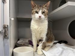 Shelter Stray Female Cat last seen Apt 9C,140 Donizetti Place, BRONX, NY, 10475, 326 E 110th St, New York, NY 10029, USA