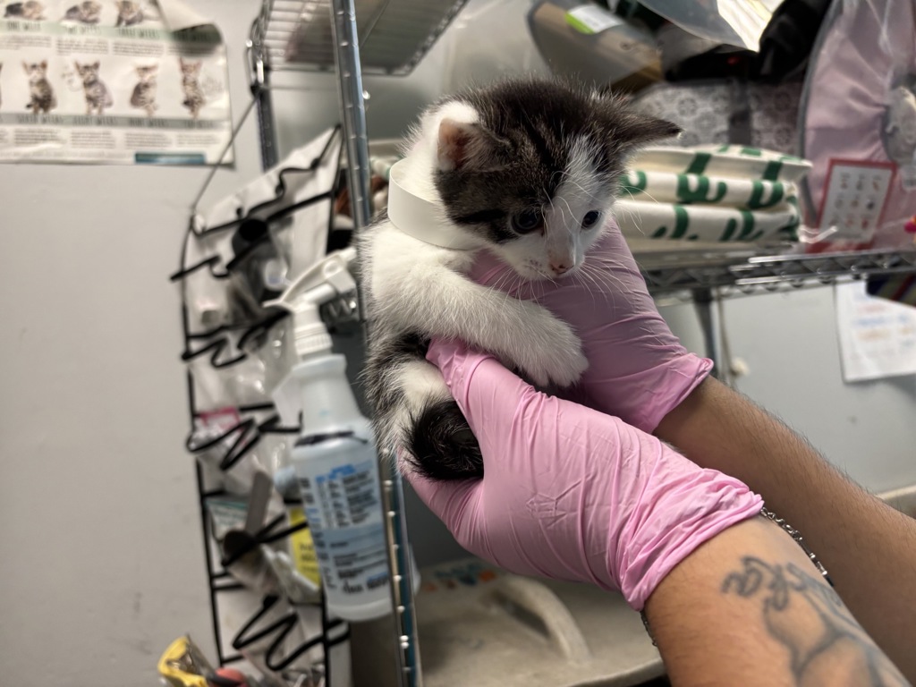 Shelter Stray Male Cat last seen Near E 79 Street, NEW YORK, NY, 10075, 326 E 110th St, New York, NY 10029, USA