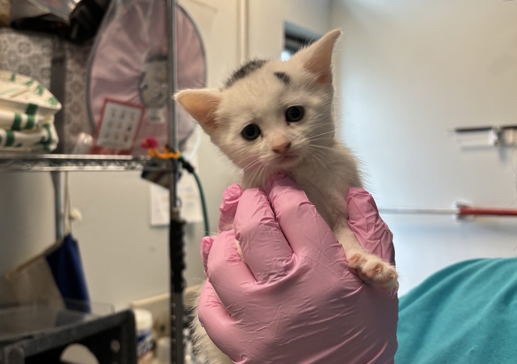 Shelter Stray Female Cat last seen Near E 79 Street, NEW YORK, NY, 10075, 326 E 110th St, New York, NY 10029, USA